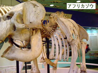 アフリカゾウ標本