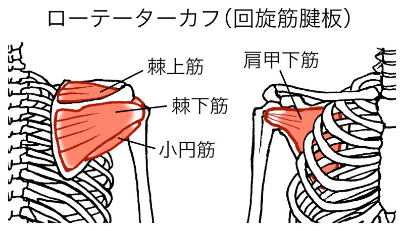 肩関節ローテータカフ