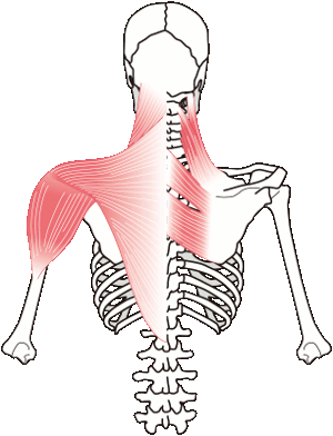 背中の筋肉